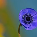 올바르개 이미지