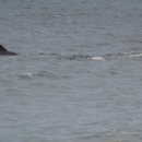 제주 돌고래 이미지