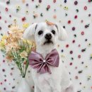 플로라펫 살롱 이미지