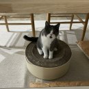 오냥오냥 고양이호텔 이미지