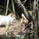 재롱이네 이미지