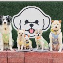 용이랑 백호랑 이미지