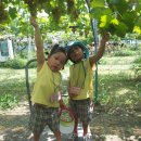 영광포도원 이미지