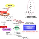 음식조리법 과정에서 생겨나는 독소들 - protein glcycation, 마이야르 반응, AGEs 이미지