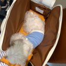 롱다리 | 강아지 가방 몽모아티 어썸백 롱다리 말티즈 사용 후기