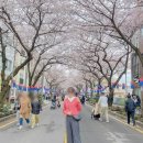 제주중앙여자중학교 | 제주도 벚꽃 축제 전농로 왕벚꽃 개화시기 무료 주차