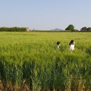 글로라인 이미지