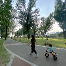 보강천 미루나무숲 이미지