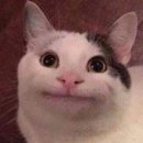 꼬띠디앙 이미지