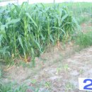 풍전농장 이미지