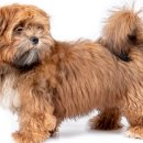 TEDDY DOG 이미지