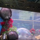 만나다 | 2025 세텍 박람회 아쿠아리움 파충류 만나다 후기