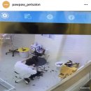 포포펫살롱 이미지