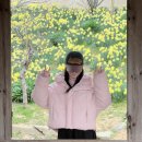 농협 젖소개량사업소 | [충남/서산 유기방가옥] 수선화축제 기간, 시간, 입장료, 개화상황