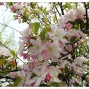 5월 4/5일 야생화 6 (수사해당, 산이스라지, 고로쇠나무꽃.. 다 찾았습니다. ㅎ) 이미지