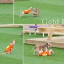 더스테이 골드독 네이버블로그
