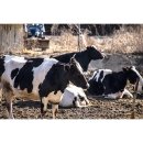 진우2목장 이미지