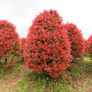 송하농장 이미지