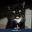 행복튼튼동물병원 네이버블로그