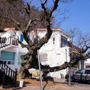 느티나무 이미지