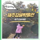 감귤박물관 | 제주 감귤박물관 귤따기체험 후기