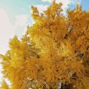 11월 5일(토), 섬강 반계리 은행나무 보러갑니다 이미지
