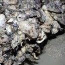 별난해변펜션 이미지