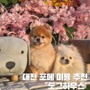 도그플레이스 | 대전 포메 미용 추천 도그하우스 내돈내산