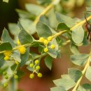 Golden Wattle (Acacia Pycnantha) 이미지
