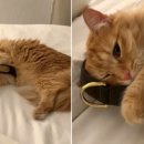 강아지 친구 이미지