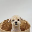 그루밍부스 이미지