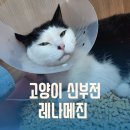 청려원 반려동물 센터 | 고양이 신부전 '레나메진' 가격 수원 청려원동물약국