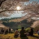 군산 벚꽃축제 야시장 군산 은파호수공원 카페에서 봄 이미지