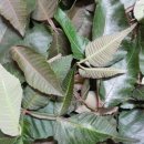 천연 비누 DIY 이미지