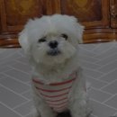 고척 원 동물의료센터 이미지