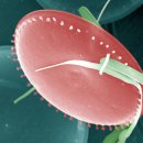 (2009-3)플랑크톤, 물 위의 방랑자 _ 현미경으로 본 생명의 신비 이미지