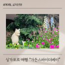 싱가포르 여행 가든스바이더베이 플라워돔 클라우드포레스트 싱가폴 가볼만한곳