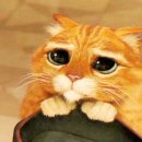 목욕하는 고양이 이미지