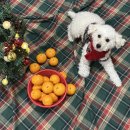 마루모아 | 반려마루 화성 유기견 입양 후기, 강아지 입양 준비물 추천 (벌써 1년)