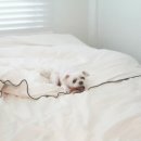 [펫스프레이]사랑하는 강아지를 위해.올롯 살균소독 펫스프레이