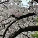 반포종합운동장옆도로(동측) | 서울 벚꽃 명소 반포천 aka 피천득산책로 산책