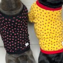 오늘은 특별하개 이미지