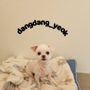 아지애견 이미지