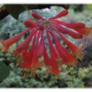 넘넘 아름답고 귀여운 붉은 인동초 꽃 이미지