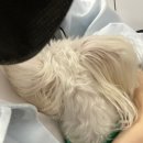 강쥐엄마네 이미지