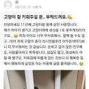 당근에 올라온 파양글 이미지