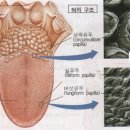 단맛 쓴맛 매운맛 짠맛 신맛 떫은 맛 이미지