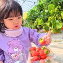 청은공원 | 포천 아이와 가볼만한곳 서운동산 딸기체험 딸기청클래스 동물 먹이주기