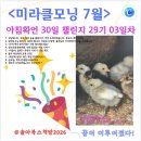 [미라클모닝] 아침확언 30일챌린지 2903 배우기를 더디하지 말라
