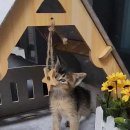 쿤이수염 이미지